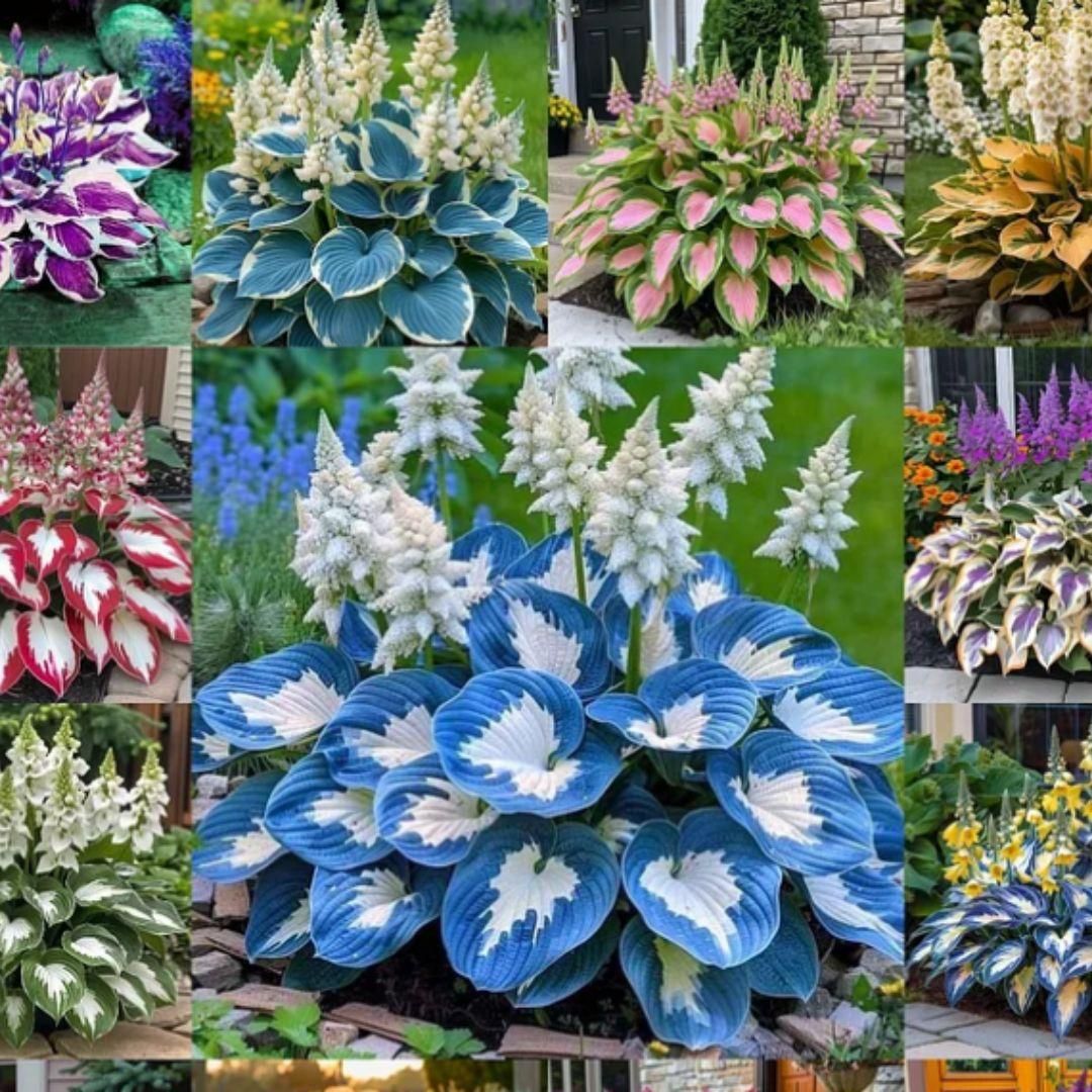 Shade-Tolerant and Cold-Hardy Hosta Flowers 33% EXTRA